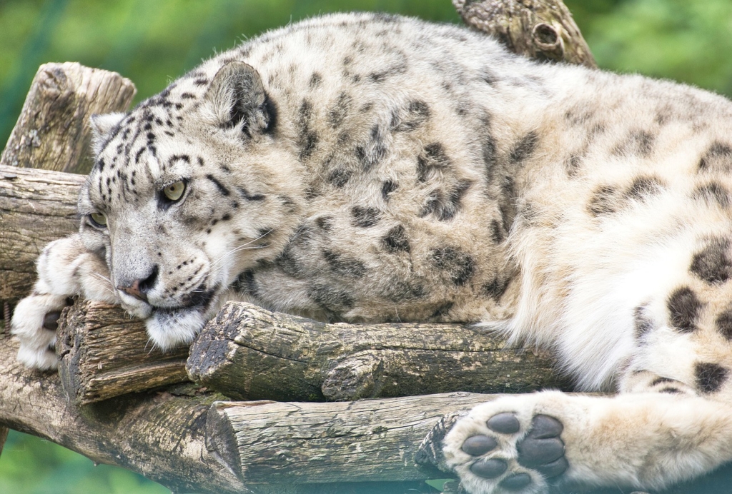 Ein gutes Beispiel von Tierfotografie, der Schnee Leopard ist schwierig abzulichten
